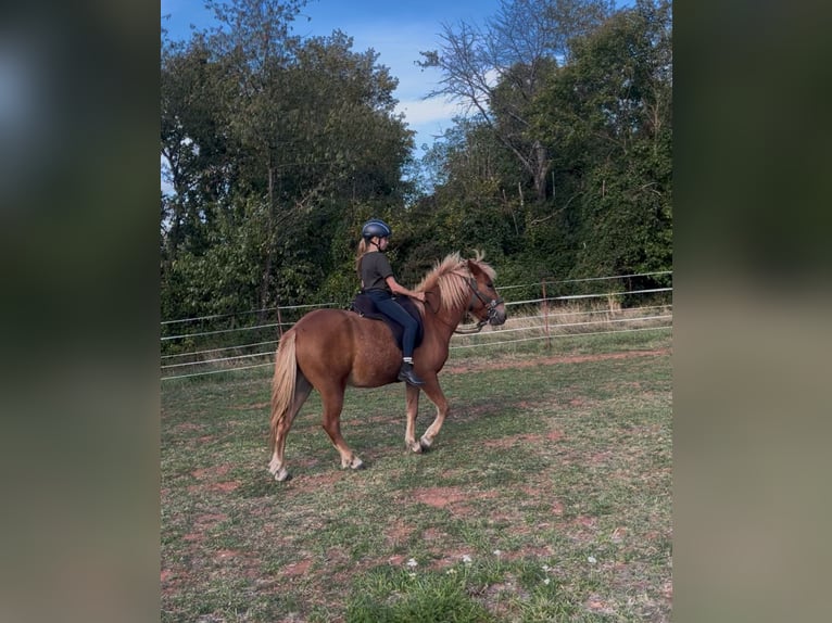 Icelandic Horse Gelding 4 years 13,3 hh Chestnut-Red in Hargesheim