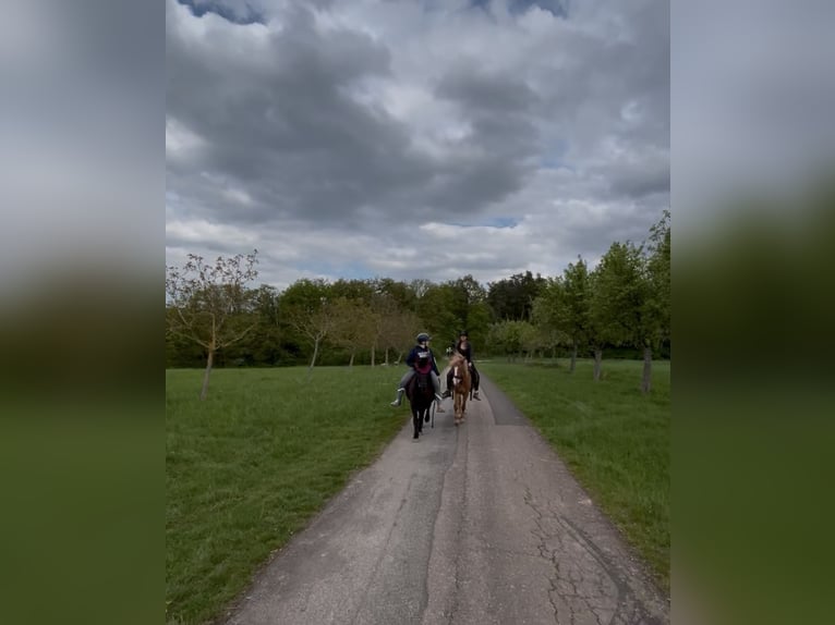Icelandic Horse Gelding 4 years 13,3 hh Chestnut-Red in Hargesheim