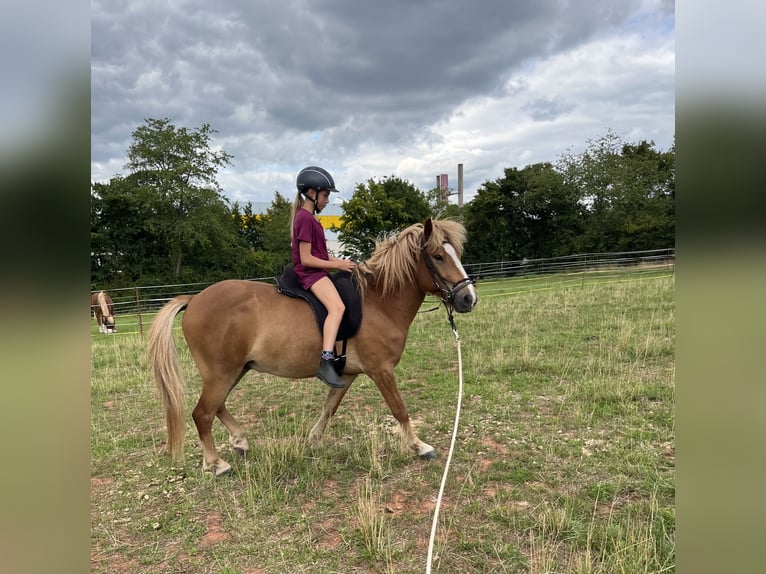 Icelandic Horse Gelding 4 years 13,3 hh Chestnut-Red in Hargesheim