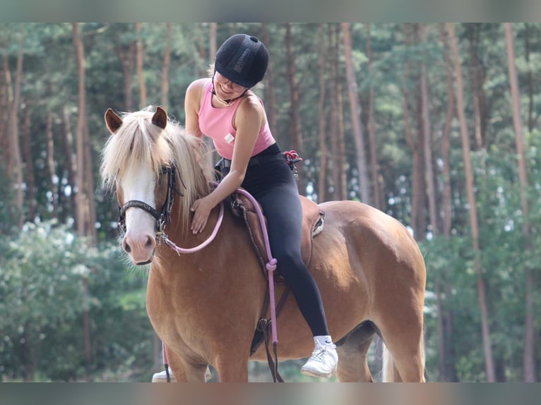 Icelandic Horse Gelding 4 years 14,2 hh Chestnut-Red in Lathen