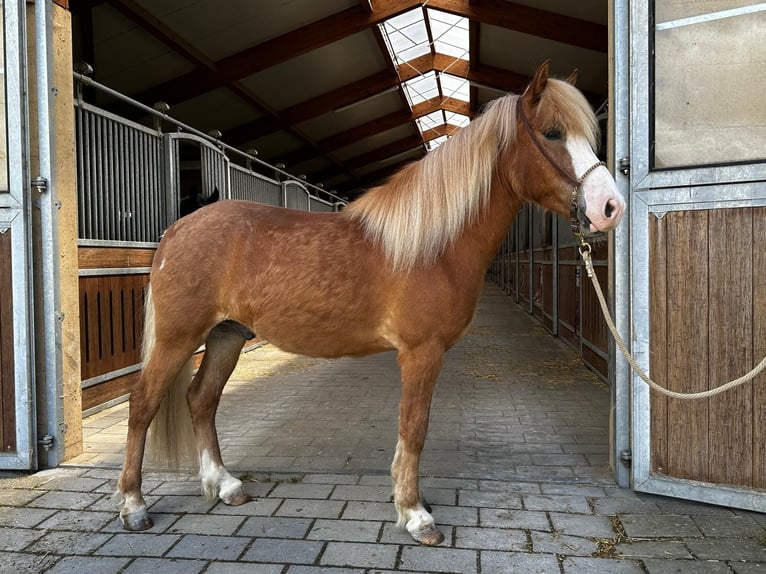 Icelandic Horse Gelding 4 years 14,2 hh Chestnut-Red in Lathen