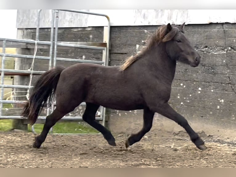 Icelandic Horse Gelding 4 years 14 hh Black in Hvolsvöllur
