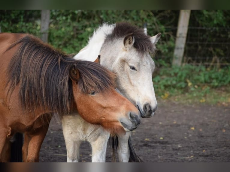 Icelandic Horse Gelding 4 years 14 hh Brown in Blunk