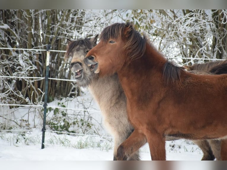 Icelandic Horse Gelding 4 years 14 hh Brown in Blunk