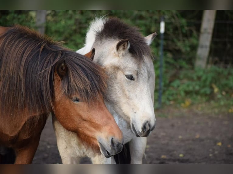 Icelandic Horse Gelding 4 years 14 hh Brown in Blunk