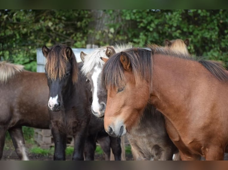 Icelandic Horse Gelding 4 years 14 hh Brown in Blunk