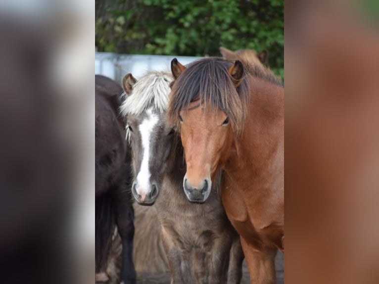 Icelandic Horse Gelding 4 years 14 hh Brown in Blunk