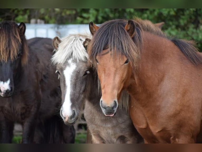 Icelandic Horse Gelding 4 years 14 hh Brown in Blunk