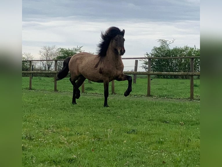 Icelandic Horse Gelding 4 years 14 hh Dun in Bücken