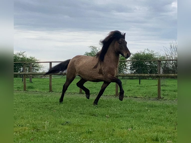 Icelandic Horse Gelding 4 years 14 hh Dun in Bücken