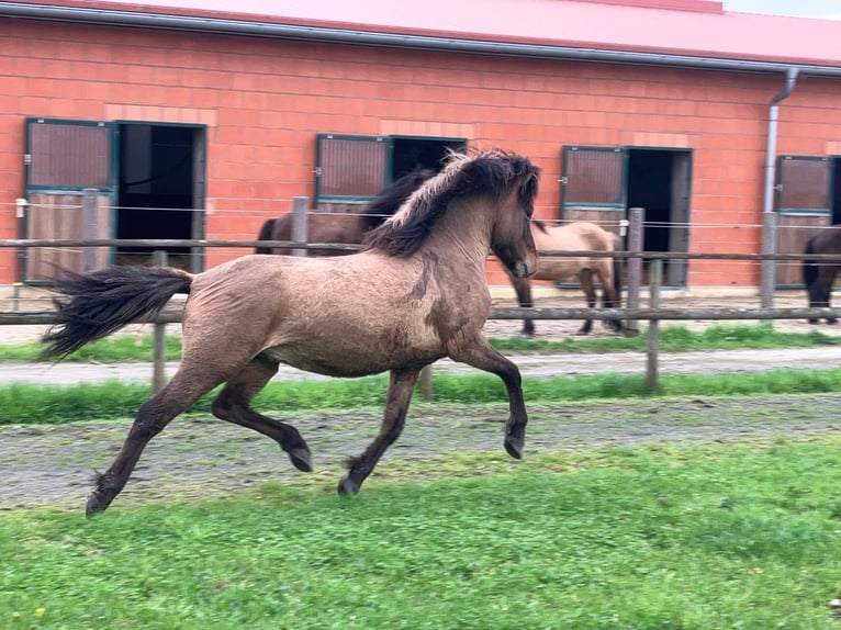 Icelandic Horse Gelding 4 years 14 hh Dun in Bücken