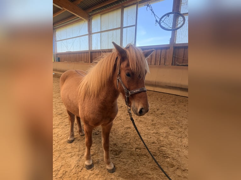 Icelandic Horse Gelding 4 years 14 hh Dun in Fronreute