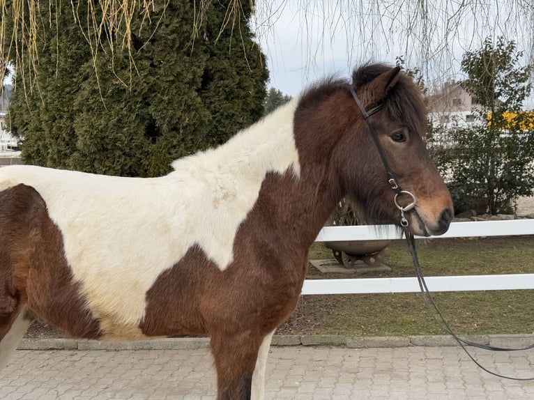 Icelandic Horse Gelding 4 years 14 hh Pinto in Lochen am See