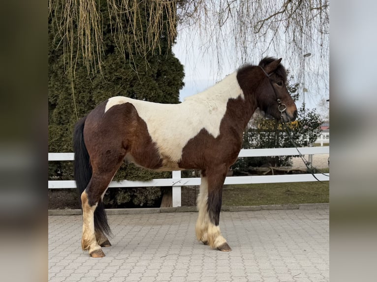 Icelandic Horse Gelding 4 years 14 hh Pinto in Lochen am See