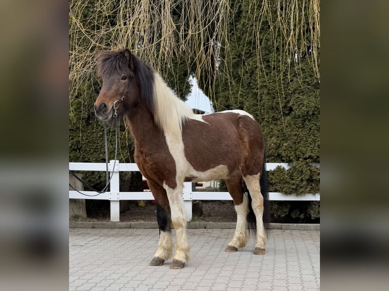 Icelandic Horse Gelding 4 years 14 hh Pinto in Lochen am See