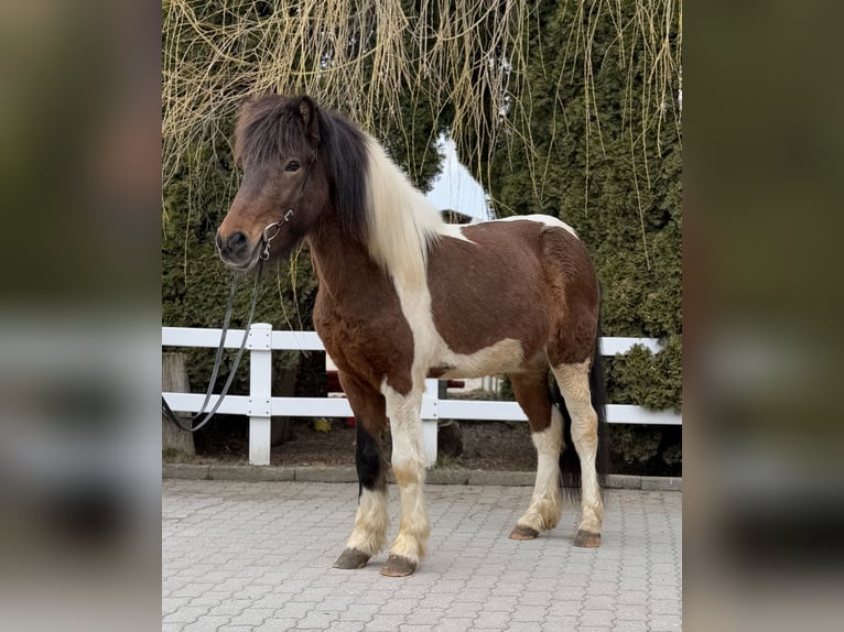 Icelandic Horse Gelding 4 years 14 hh Pinto in Lochen am See