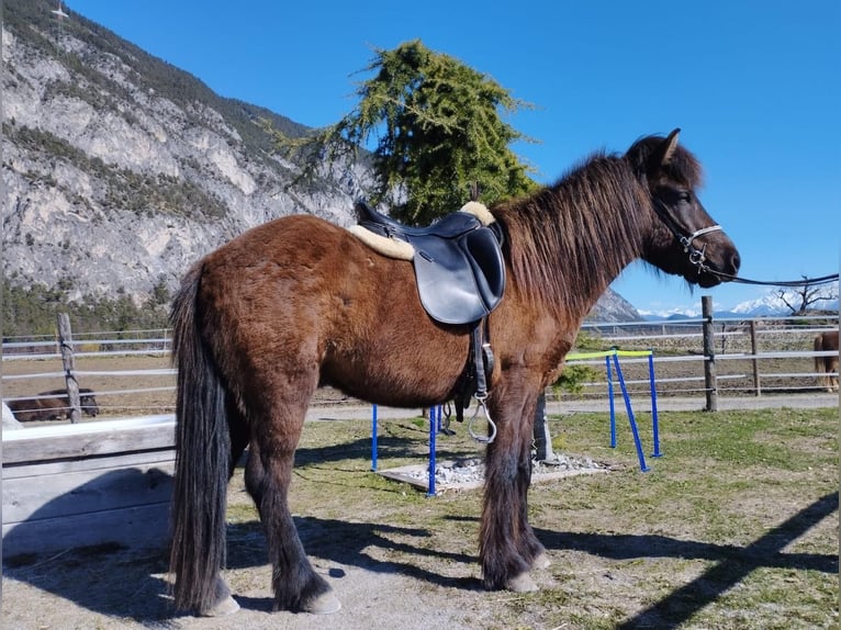 Icelandic Horse Gelding 4 years Black in Haiming