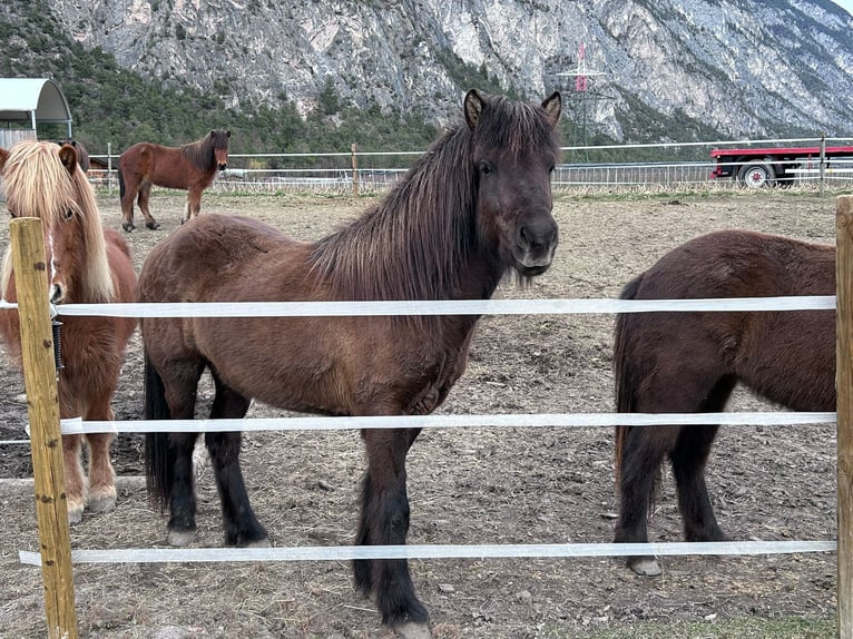 Icelandic Horse Gelding 4 years Black in Haiming