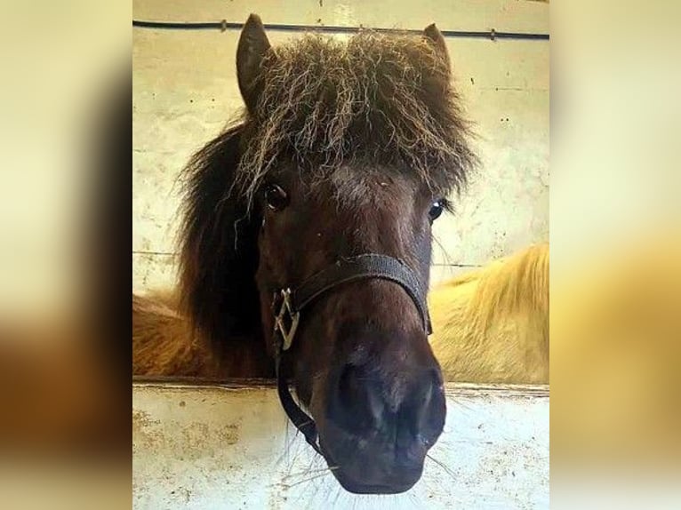 Icelandic Horse Gelding 4 years Black in Kirkjub&#xE6;jarklaustur