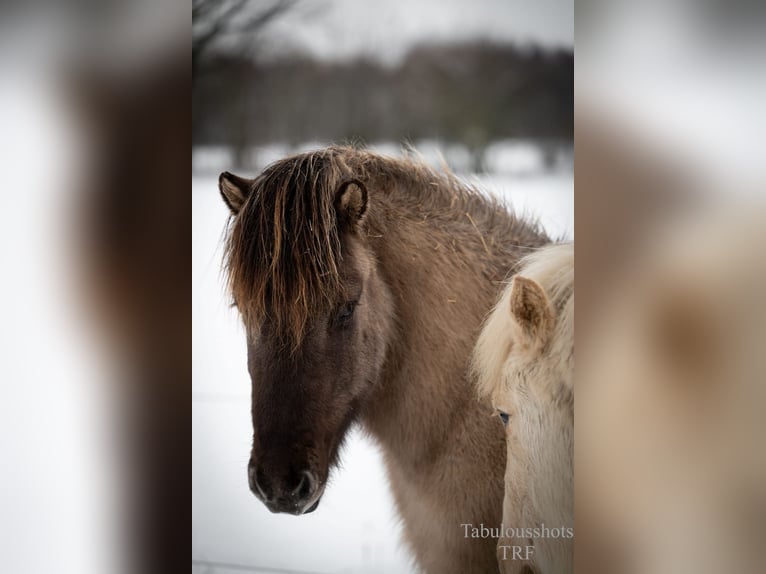 Icelandic Horse Gelding 4 years Dun in Wiemersdorf