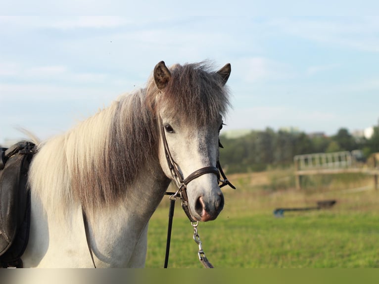 Icelandic Horse Gelding 4 years Gray in Osnabrück