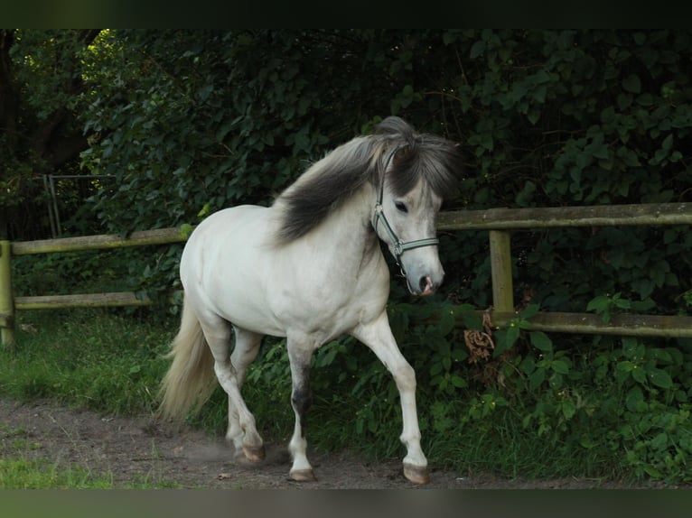 Icelandic Horse Gelding 4 years Gray in Osnabrück