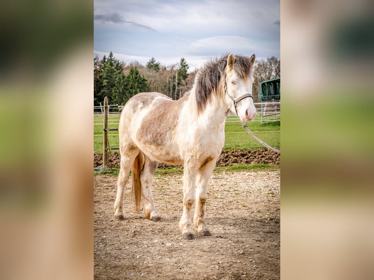 Icelandic Horse Gelding 4 years Grey in Aichtal