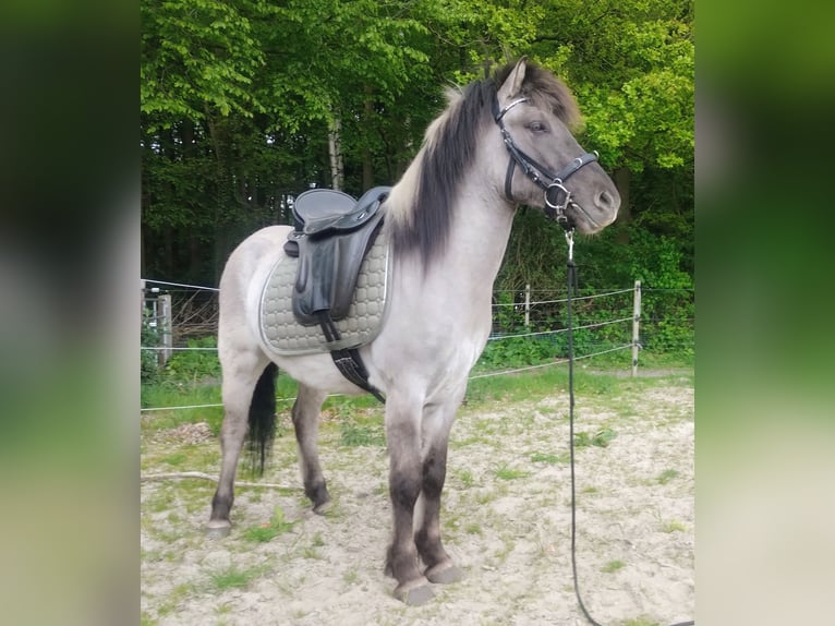 Icelandic Horse Gelding 4 years Grullo in Beverstedt