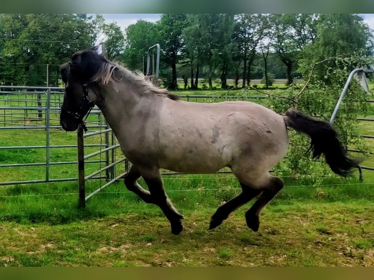 Icelandic Horse Gelding 4 years Grullo in Beverstedt