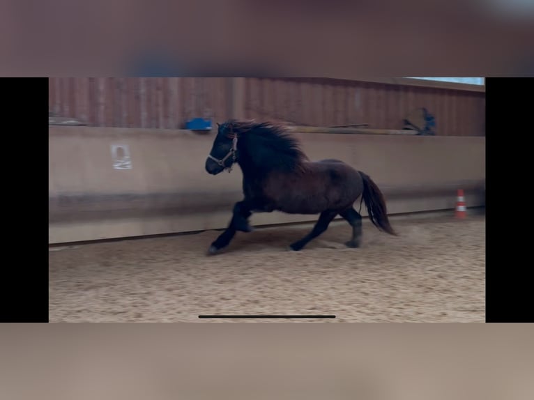 Icelandic Horse Gelding 5 years 12,3 hh Black in Fronreute