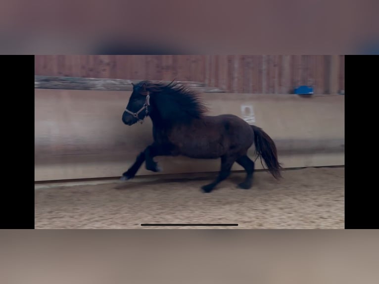 Icelandic Horse Gelding 5 years 12,3 hh Black in Fronreute