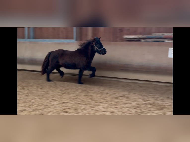 Icelandic Horse Gelding 5 years 12,3 hh Black in Fronreute