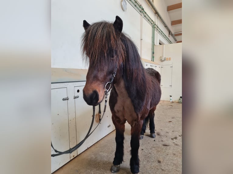 Icelandic Horse Gelding 5 years 13.1 hh Bay-Dark in Blönduós