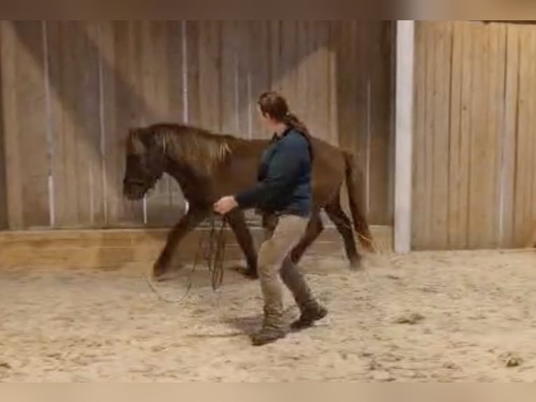 Icelandic Horse Gelding 5 years 13.1 hh Black in Kleines Wiesental