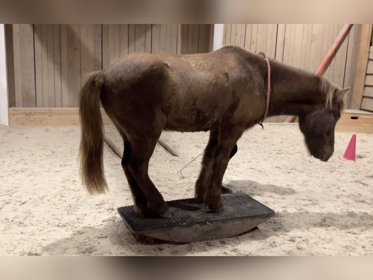 Icelandic Horse Gelding 5 years 13.1 hh Black in Kleines Wiesental