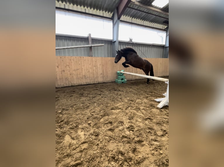 Icelandic Horse Gelding 5 years 13,1 hh Chestnut in Tangstedt