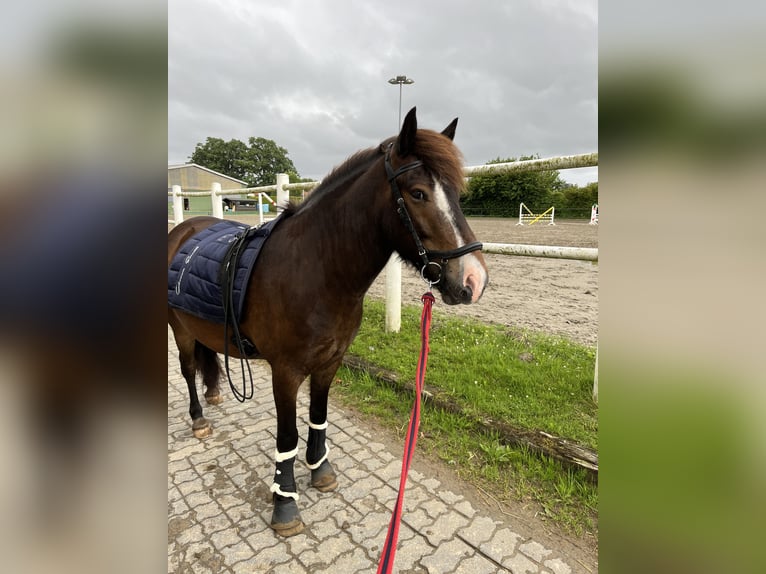 Icelandic Horse Gelding 5 years 13,1 hh Chestnut in Tangstedt