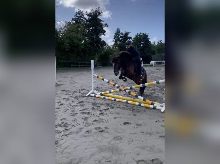 Icelandic Horse Gelding 5 years 13,1 hh Chestnut in Tangstedt