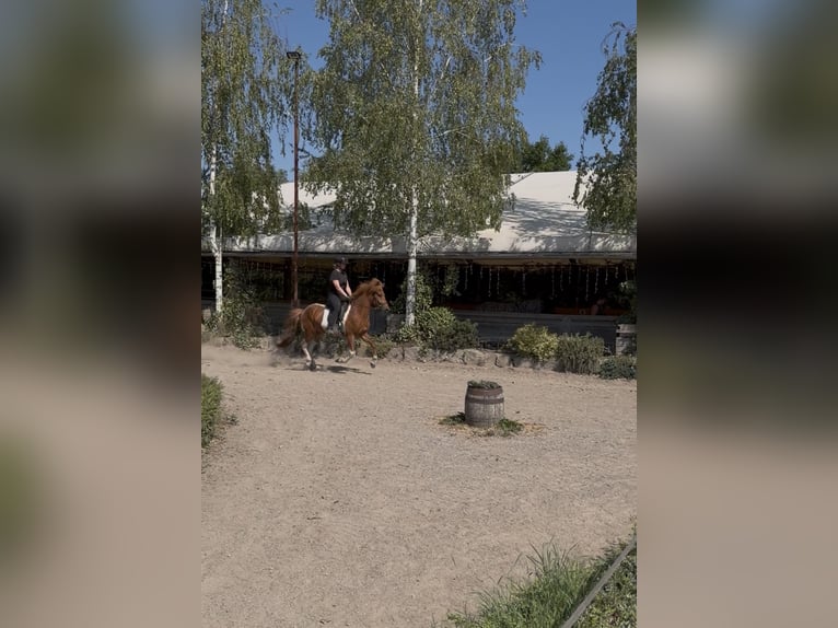 Icelandic Horse Gelding 5 years 13.1 hh Chestnut-Red in Bad Honnef