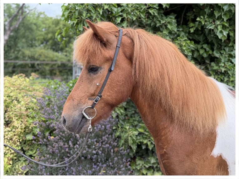 Icelandic Horse Gelding 5 years 13.1 hh Chestnut-Red in Bad Honnef