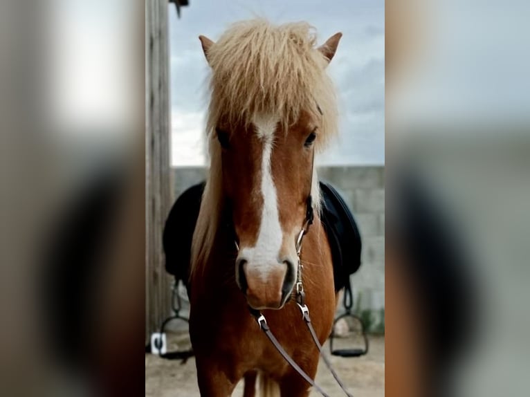 Icelandic Horse Gelding 5 years 13.1 hh Chestnut-Red in Beelitz (bei Berlin)