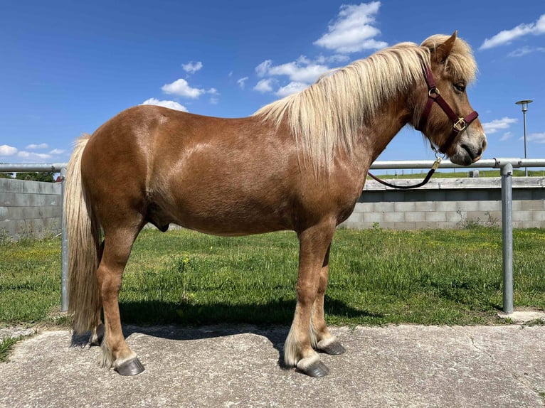 Icelandic Horse Gelding 5 years 13.1 hh Chestnut-Red in Beelitz (bei Berlin)