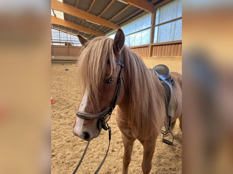 Icelandic Horse Gelding 5 years 13,1 hh Dun in Fronreute