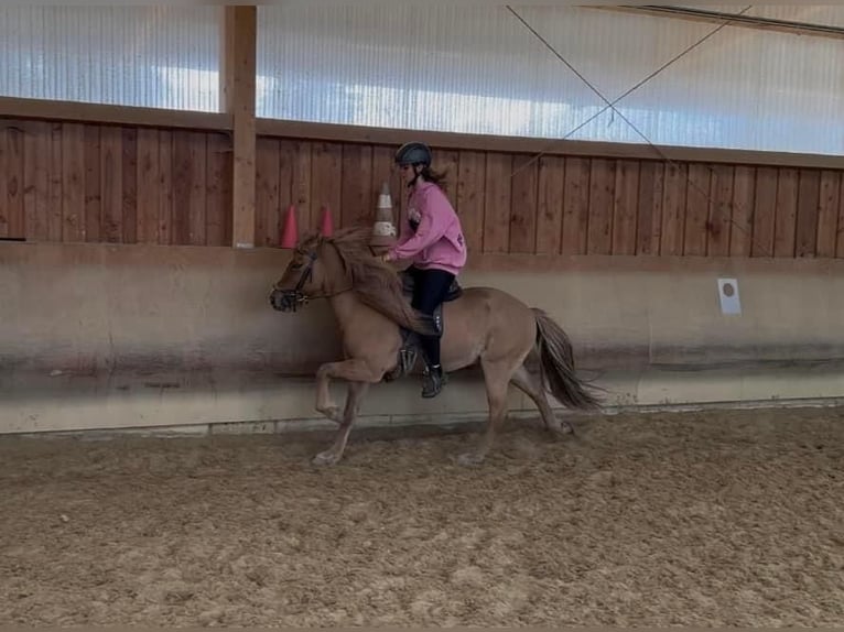 Icelandic Horse Gelding 5 years 13,1 hh Dun in Fronreute