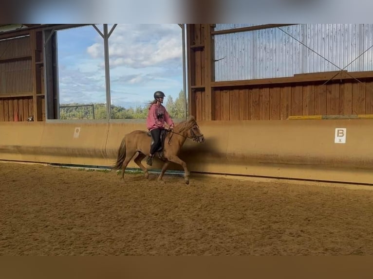 Icelandic Horse Gelding 5 years 13,1 hh Dun in Fronreute