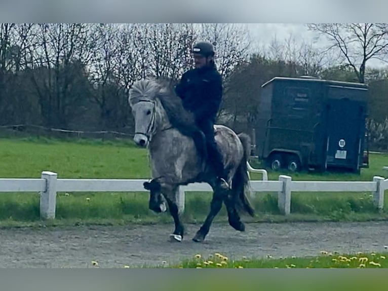 Icelandic Horse Gelding 5 years 13,1 hh Gray-Dark-Tan in Ehndorf