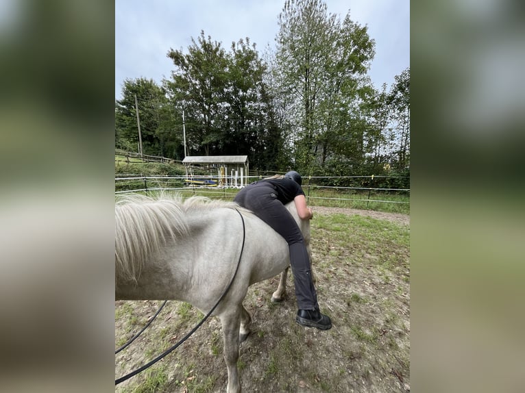 Icelandic Horse Gelding 5 years 13,1 hh Gray in Velbert