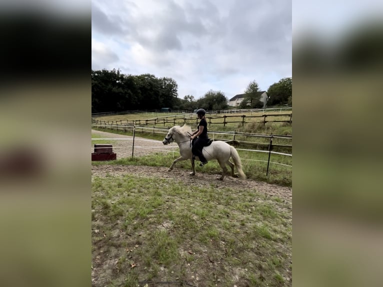 Icelandic Horse Gelding 5 years 13,1 hh Gray in Velbert