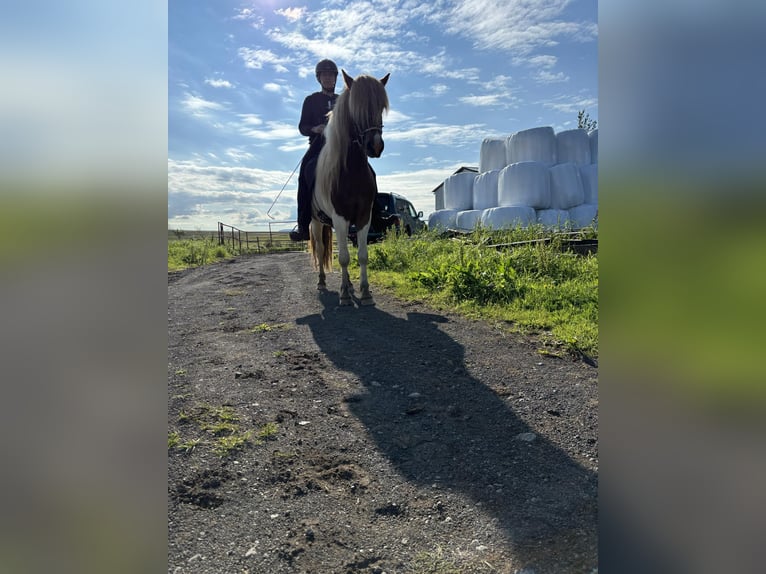 Icelandic Horse Gelding 5 years 13,1 hh Overo-all-colors in Selfoss