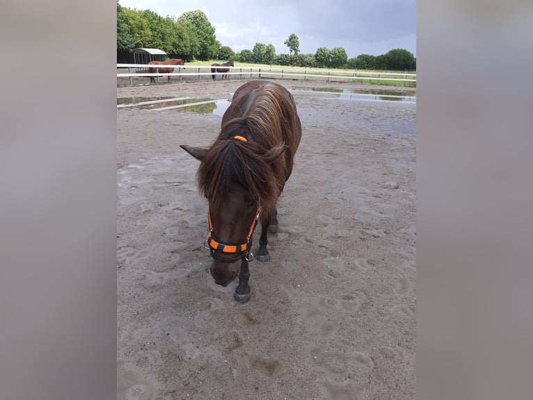 Icelandic Horse Gelding 5 years 13,1 hh Smoky-Black in Nottfeld